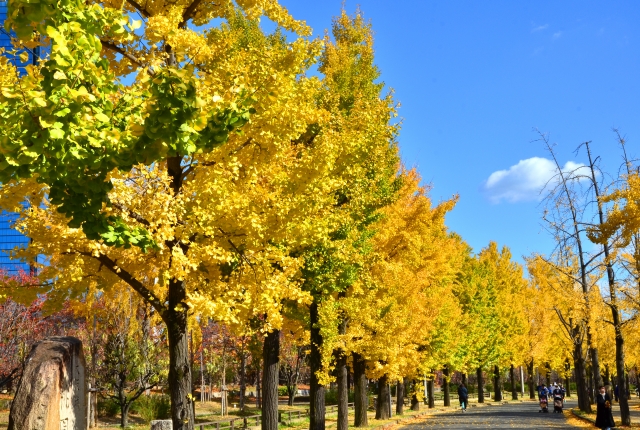 大阪城公園の紅葉（イチョウ並木）