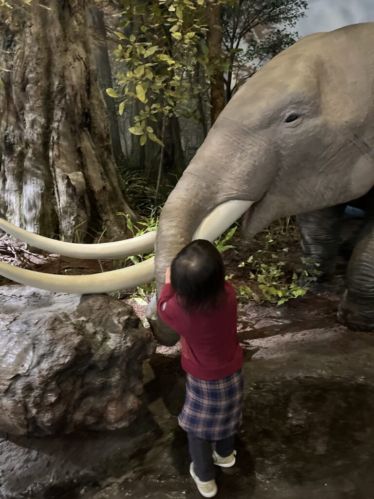 琵琶湖博物館　A展示室　象の森