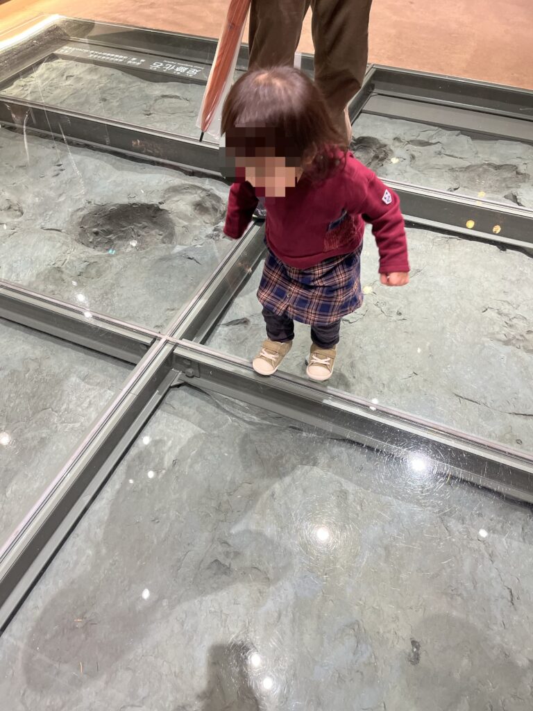 琵琶湖博物館　A展示室　化石の上を歩く