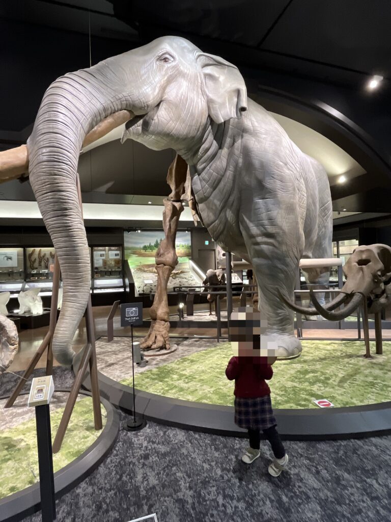 琵琶湖博物館　A展示室　象の模型